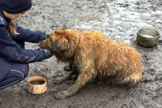 Sytuację uratował przypadkowy przechodzień