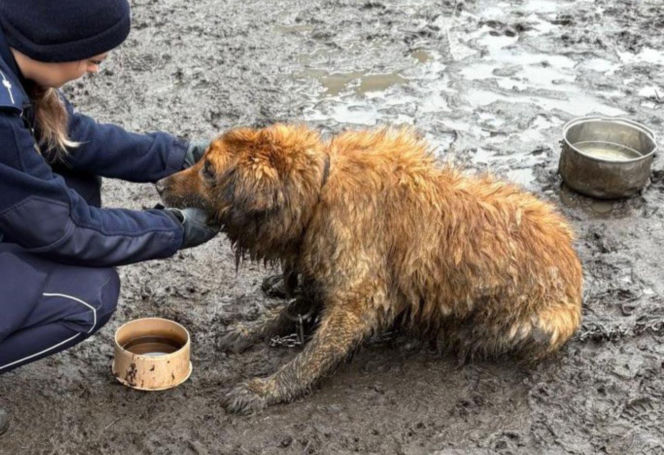 Sytuację uratował przypadkowy przechodzień