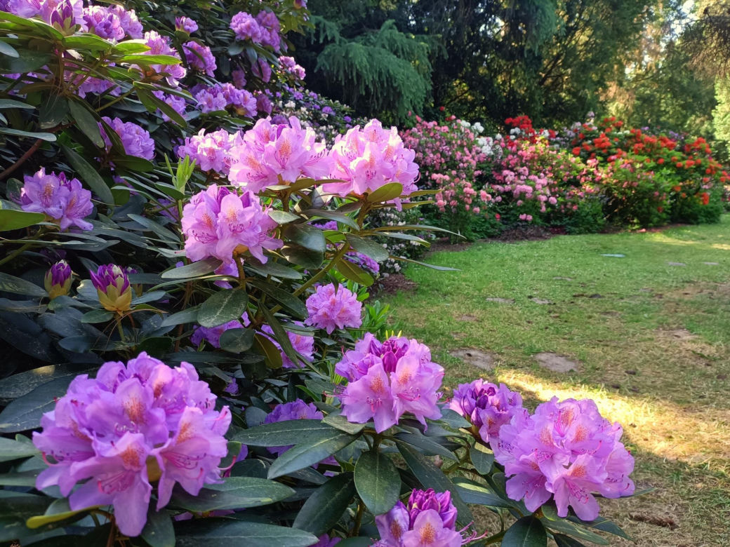 Arboretum Kórnickie - raj dla miłośników pięknych roślin