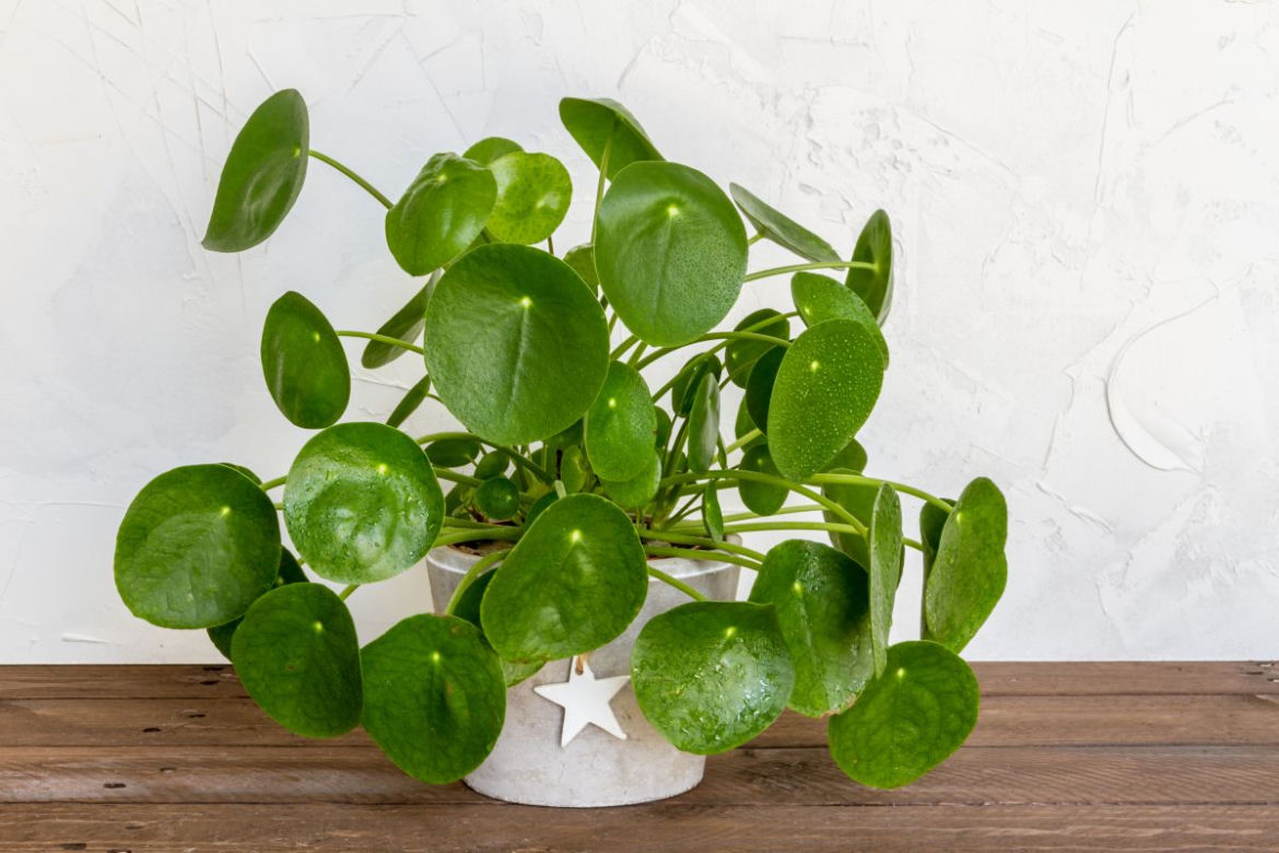 Pieniążek (Pilea peperomioides)