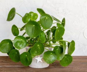 Pieniążek (Pilea peperomioides)