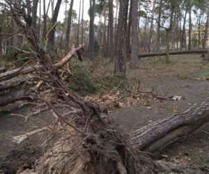 Niszczycielska wichura w Bydgoszczy [ZDJĘCIA]