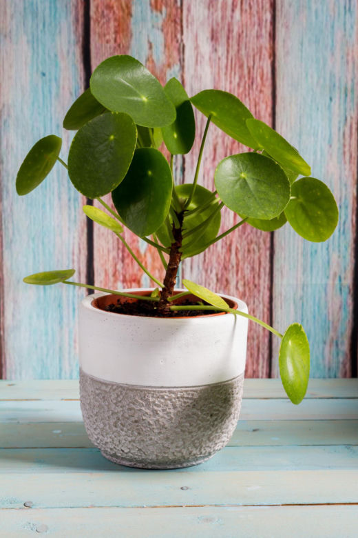 Pilea peperomioides, czyli kwiat pieniążek
