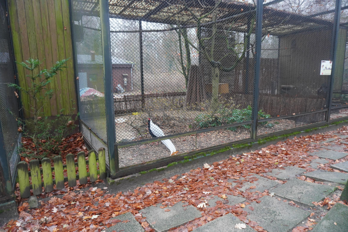 Zoo w Poznaniu zimą