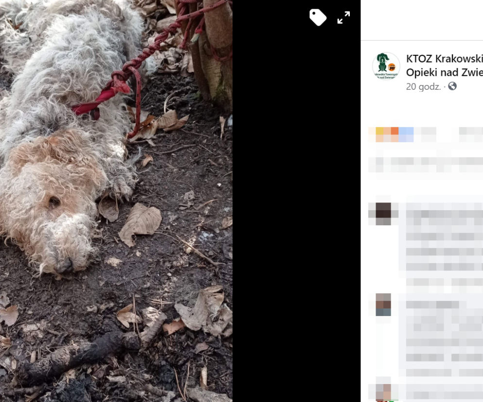 Brutalne zabójstwo psa pod Krakowem. Przywiązali go linką do drzewa! Pies konał w męczarniach