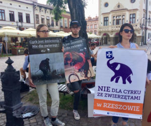 Happening w obronie zwierząt w cyrku [ZDJĘCIA]