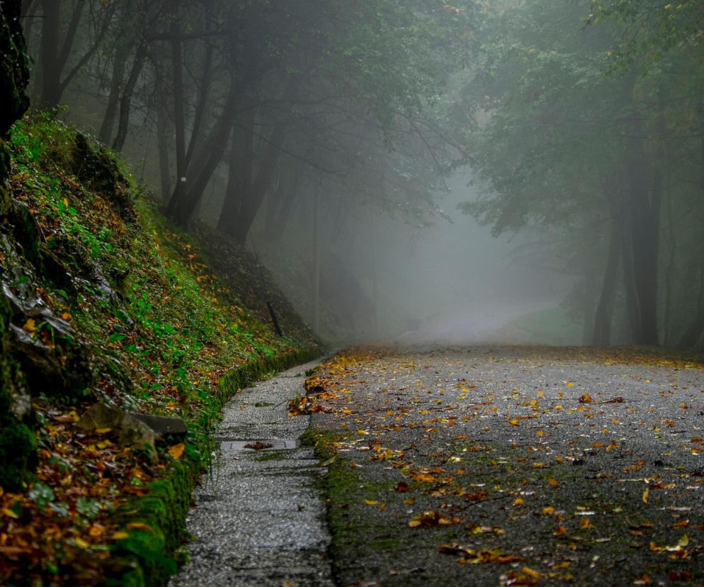 Mokra droga przez las pokryta jesiennymi liśćmi w gęstej mgle. O prognozie pogody IMGW przeczytasz na Eska.