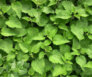 Pokrzywa - naturalny antybiotyk