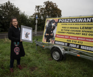 Cala Polska szuka Lemka - zaginionego psa.