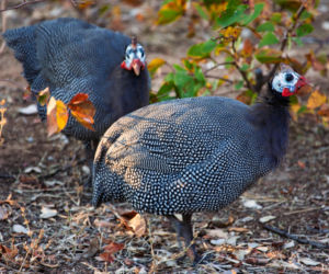 Perliczka zwyczajna (Numida meleagris)