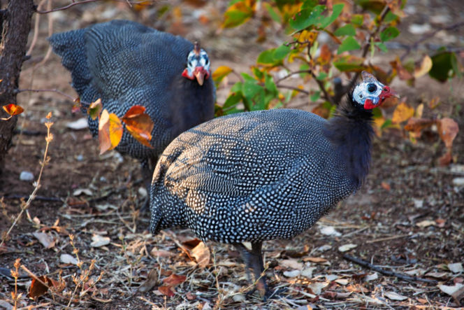 Perliczka zwyczajna (Numida meleagris)