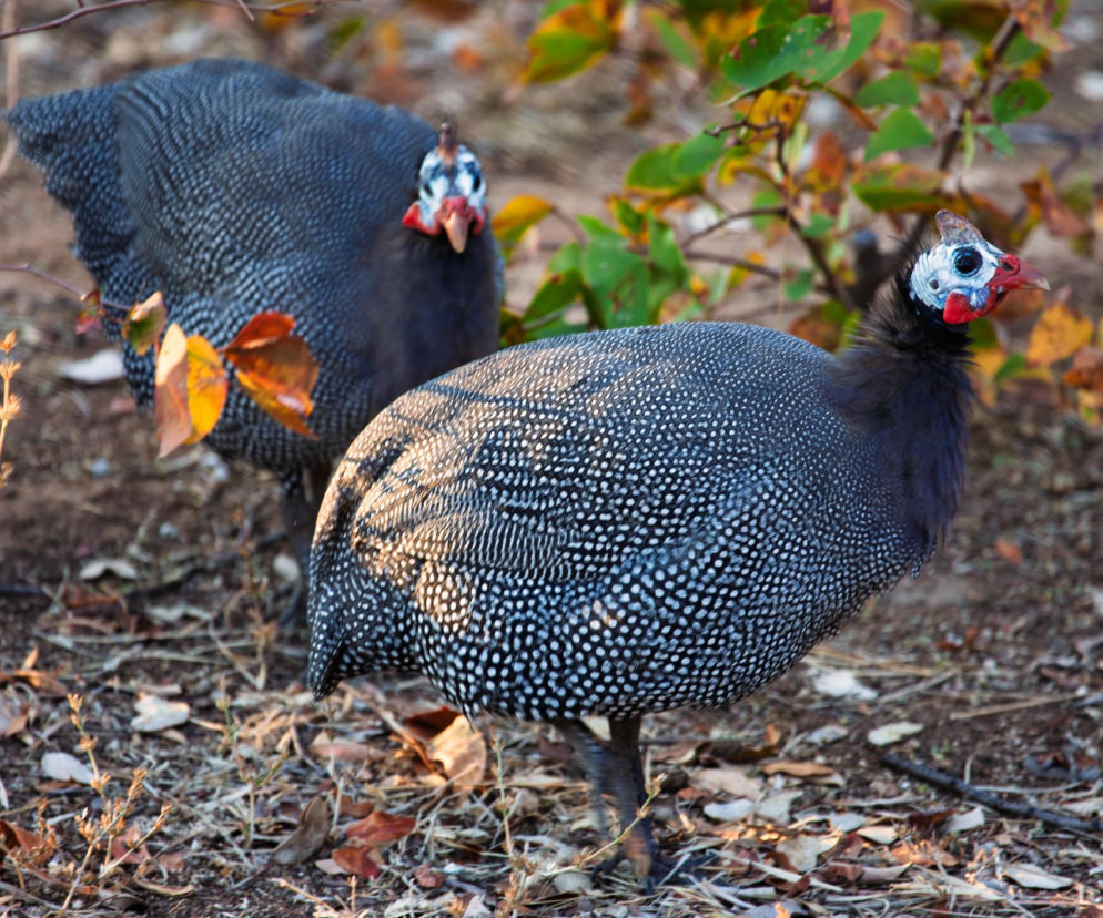 Te ptaki, to pogromcy kleszczy. Szukają ich na przydomowych trawnikach i w ogrodach