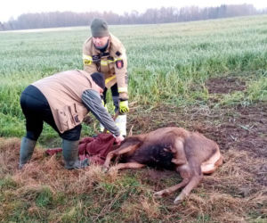 Strażacy z Gościna uratowali jelenia 