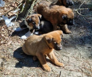 Pięcioro szczeniąt porzuconych w lesie. „Nie miały praktycznie żadnych szans”