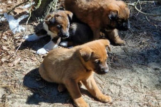 Pięcioro szczeniąt porzuconych w lesie. „Nie miały praktycznie żadnych szans”