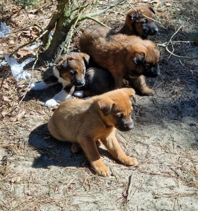 Pięcioro szczeniąt porzuconych w lesie. „Nie miały praktycznie żadnych szans”