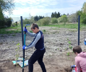 W czynie społecznym odpicowali ogród przy nowej szkole w Iławie!