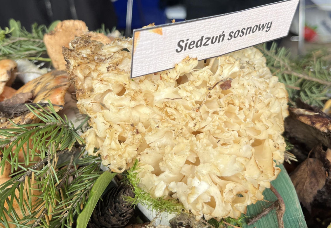 Grzybowe święto w Lublinie. Plac Litewski zamienił się w las pełen grzybów.