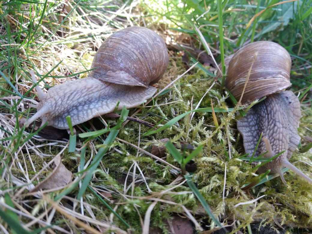 Zobaczcie jak wygląda ślimacze Eldorado pod Międzyrzeczem. 
