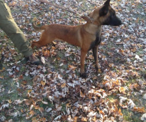 Nowa policjantka w szeregach podkarpackiej policji.  To Olimpia, młody owczarek belgijski [ZDJĘCIA]