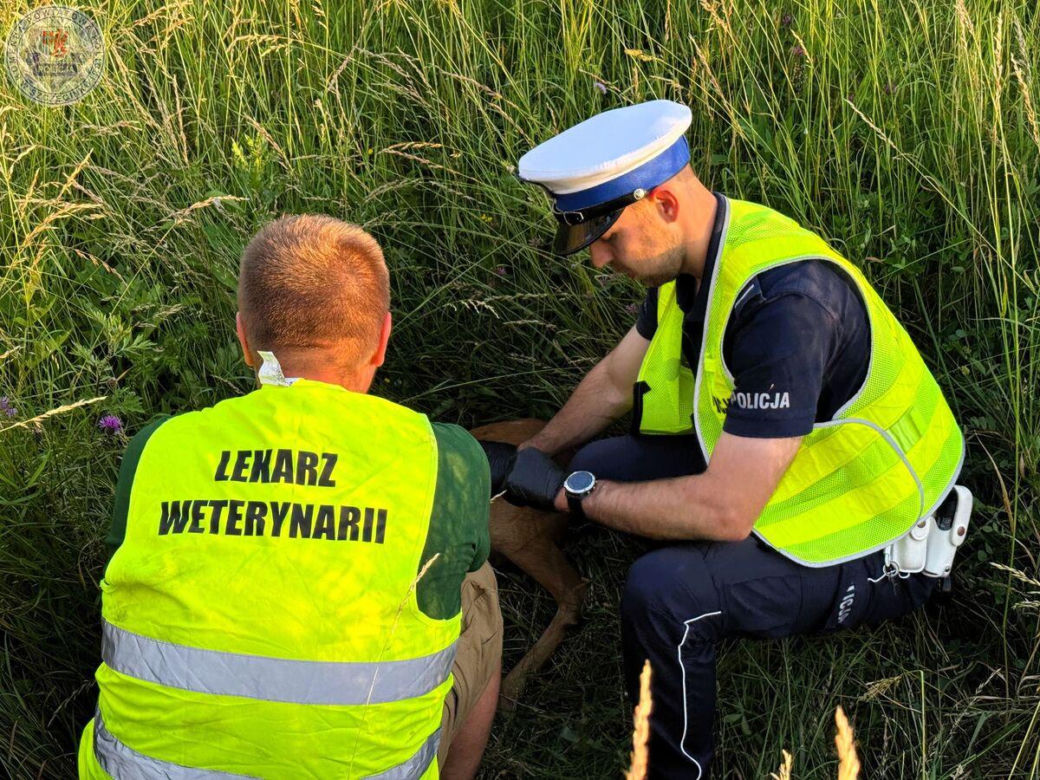 Mały koziołek leżał przy ruchliwej drodze