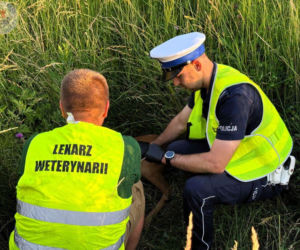 Mały koziołek leżał przy ruchliwej drodze