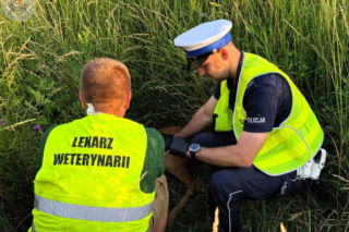 Mały koziołek leżał przy ruchliwej drodze