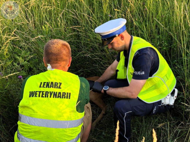 Mały koziołek leżał przy ruchliwej drodze