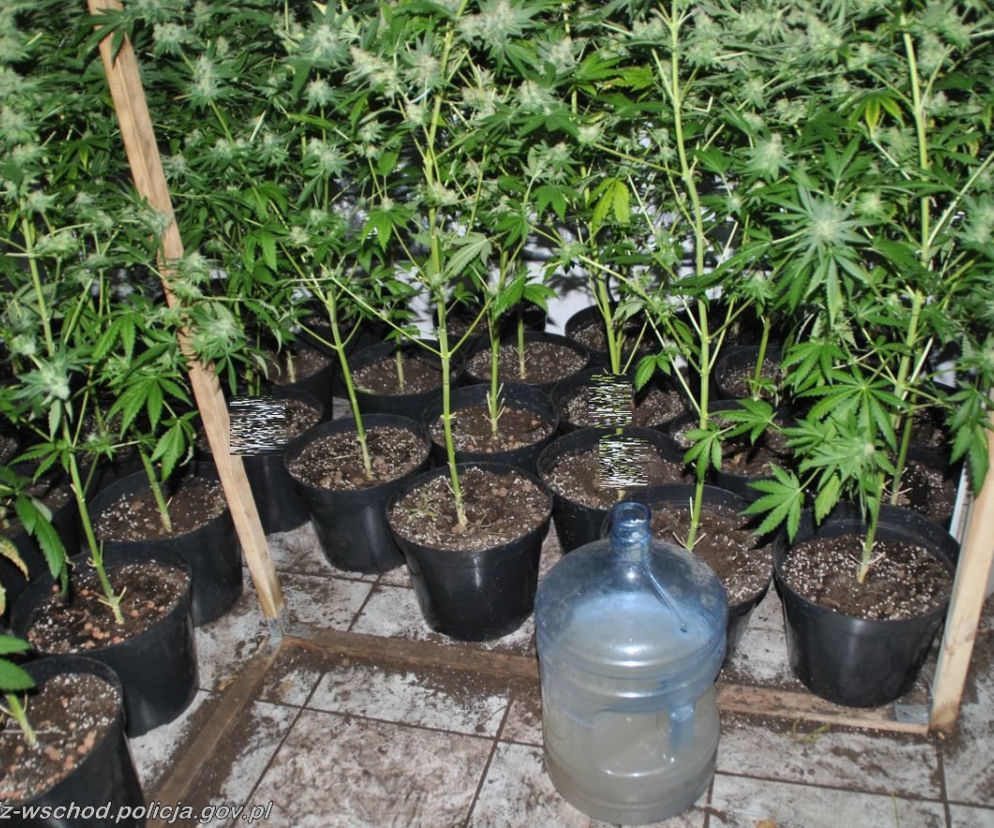 Wynajął dom na plantację marihuany
