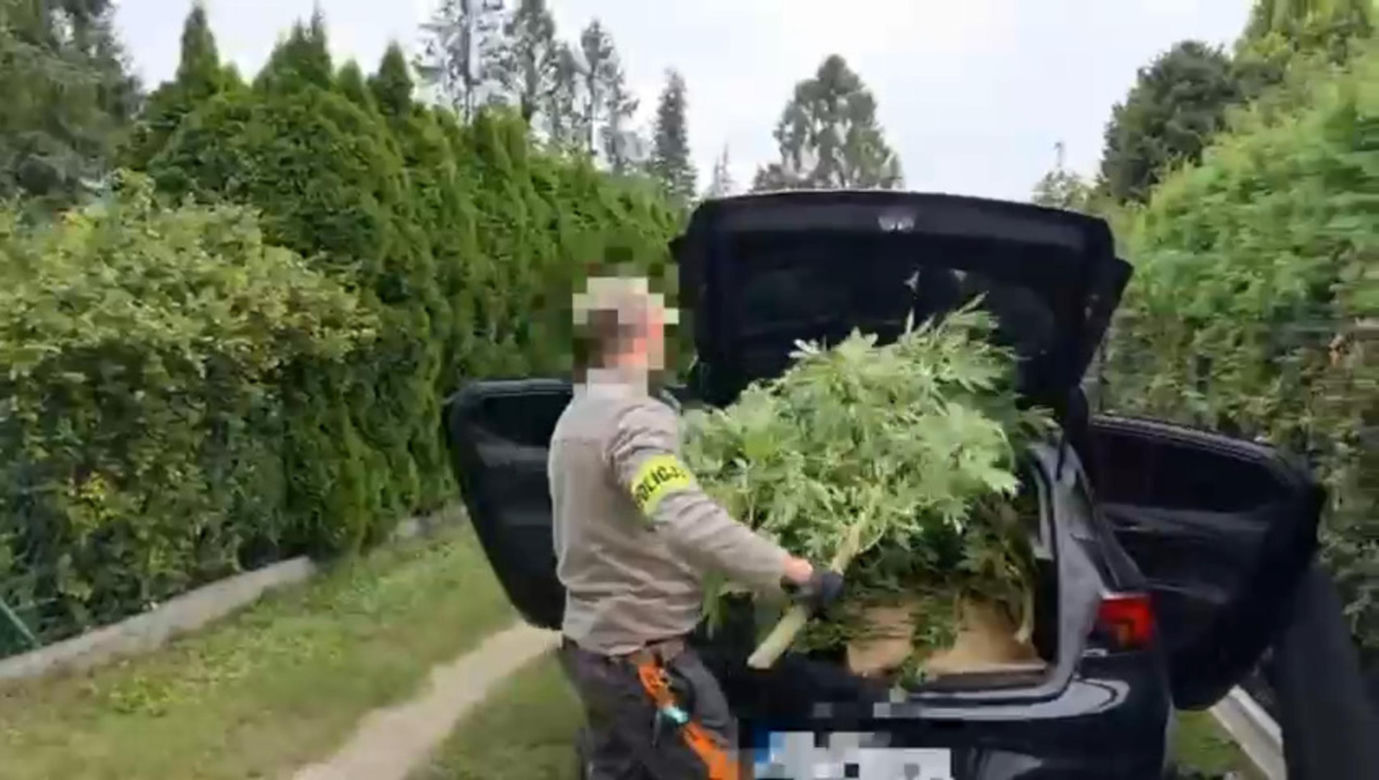Działkowiec z Piaseczna obok pomidorów sadził marihuanę. Plantacja w rękach policji