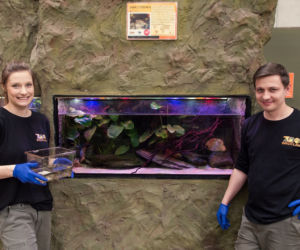 We wrocławskim zoo można oglądać żaby z Titicaca