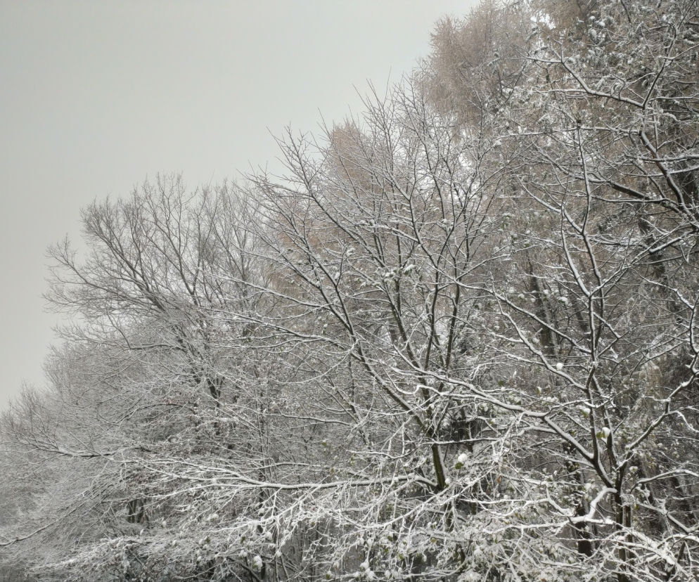 Pierwszy śnieg w regionie tarnowskim