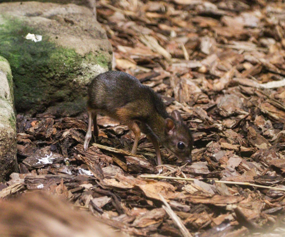 Cud narodzin w ZOO. Na świat przyszedł maleńki myszojeleń
