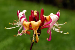 Wiciokrzew pomorski 'Serotina' - Lonicera peryclimenum 'Serotina'