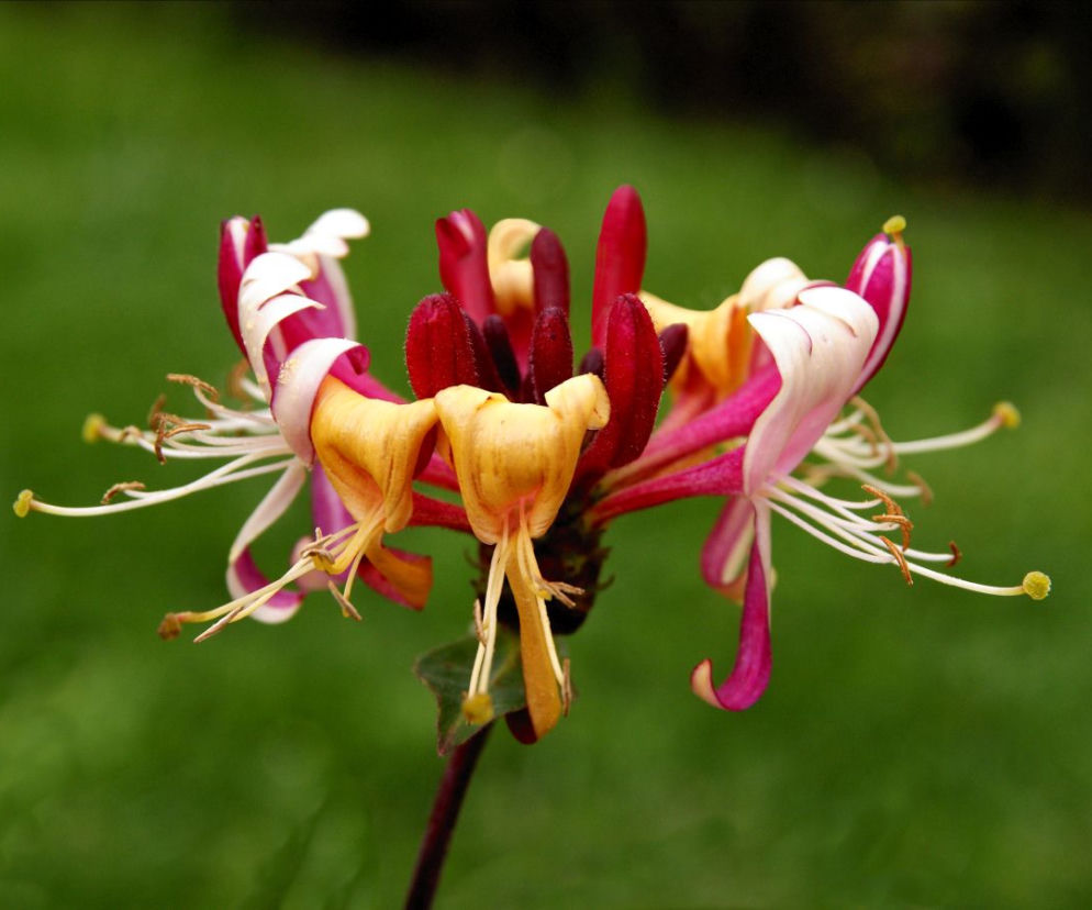 Wiciokrzew pomorski 'Serotina' 