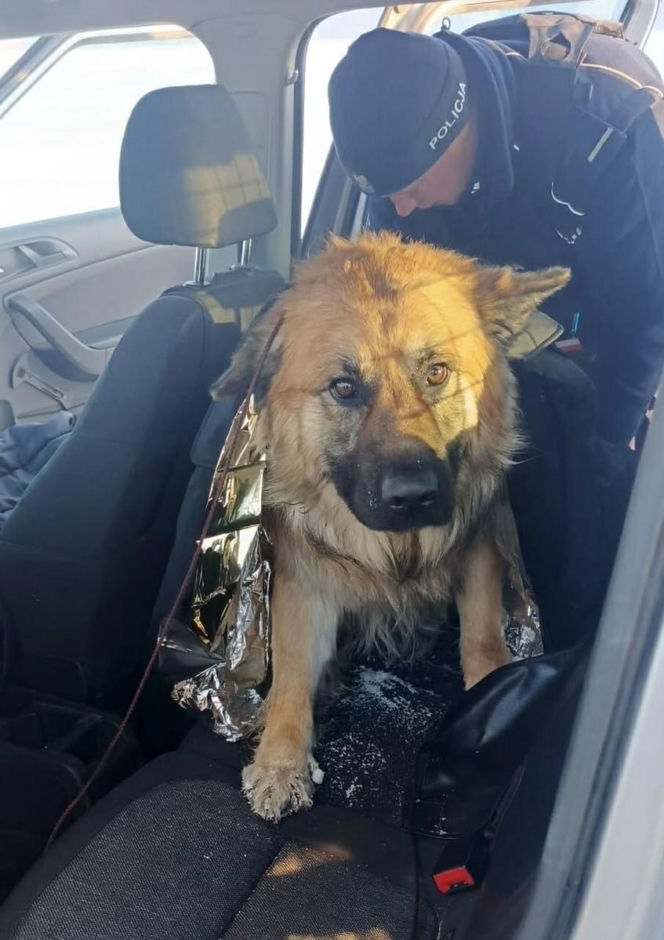 Pies przymarzł do pobocza, odkuli go policjanci