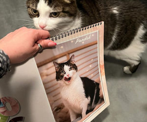 Kot Pandek zapozował do kalendarza KTOZ na 2026 rok