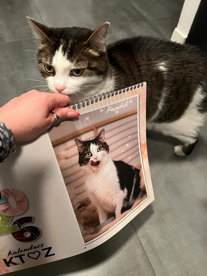 Kot Pandek zapozował do kalendarza KTOZ na 2026 rok
