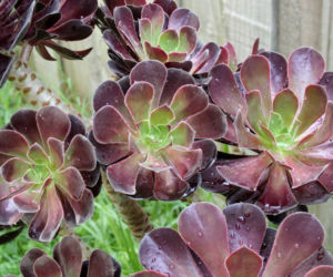 Eonium drzewiaste