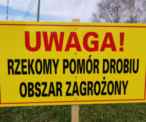 Rzekomy pomór drobiu znów atakuje w okolicach Tarnowa. Wprowadzono nowe restrykcje  