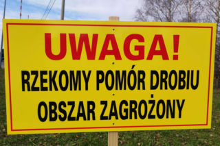 Rzekomy pomór drobiu znów atakuje w okolicach Tarnowa. Wprowadzono nowe restrykcje  