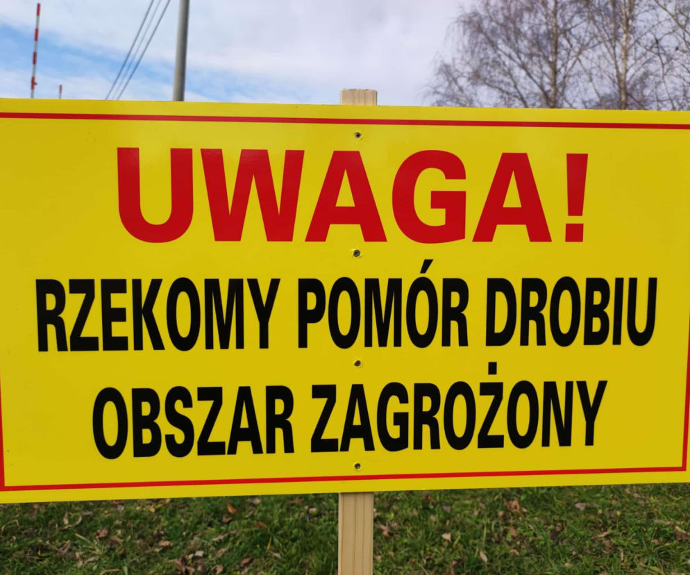 Rzekomy pomór drobiu