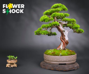 Atak Gigantów oraz Światowa wystawa orchidei, bonsai i sukulentów