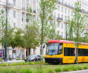 „Ale się wyciągnęła!”. Sprawdzamy, jak wygląda zasadzona w zeszłym roku miejska zieleń - ZDM Warszawa