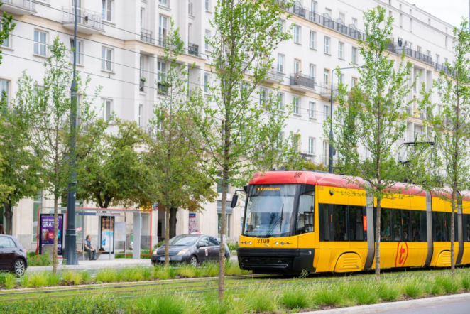 „Ale się wyciągnęła!”. Sprawdzamy, jak wygląda zasadzona w zeszłym roku miejska zieleń - ZDM Warszawa