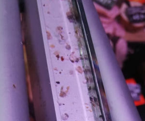 Brud i insekty na wędlinach w markecie w Krakowie