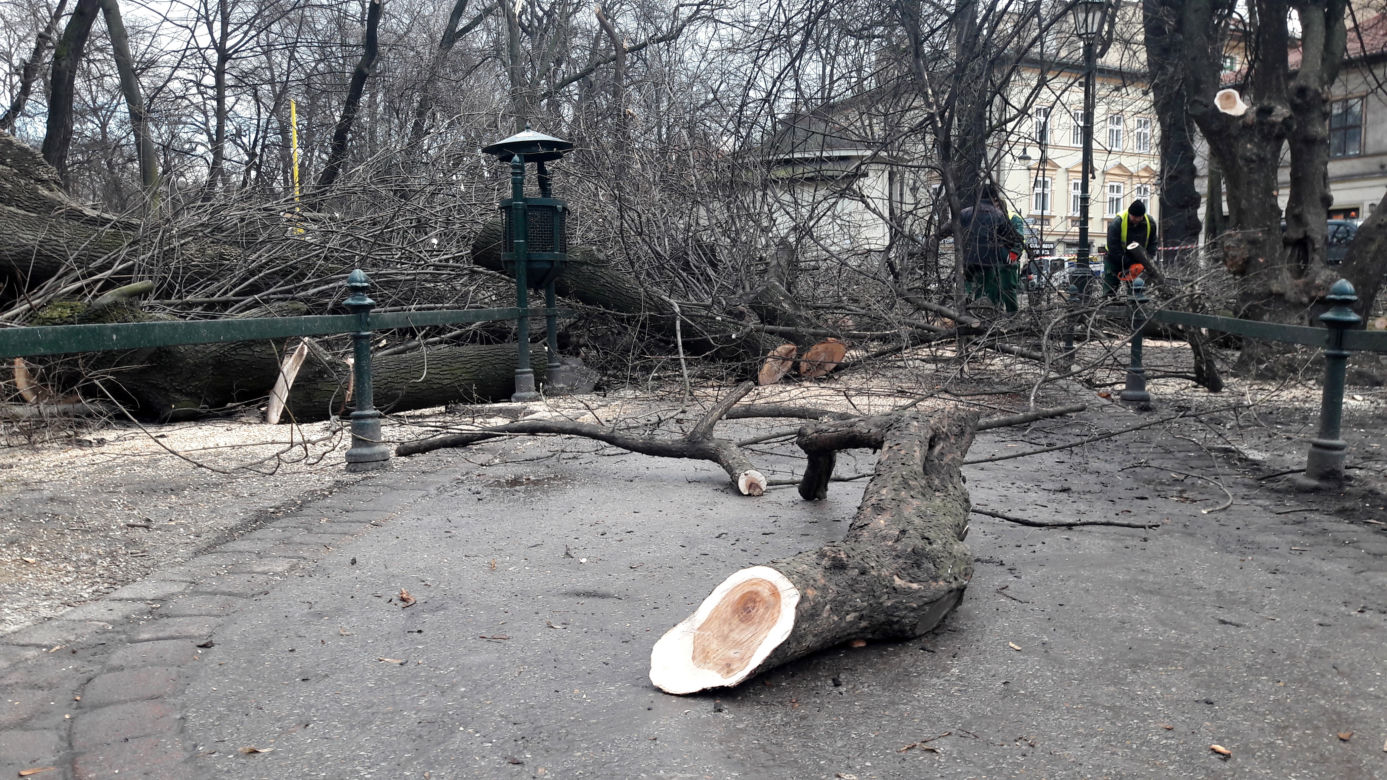 Ogromne drzewo powalone na Plantach [ZDJĘCIA]