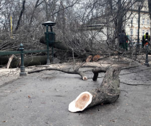 Ogromne drzewo powalone na Plantach [ZDJĘCIA]