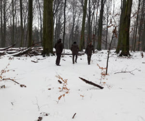 Wycinka buków w lasach murckowskich