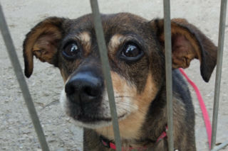 Niezapowiedziana kontrola w łódzkim schronisku dla zwierząt. Co sprawdzali?